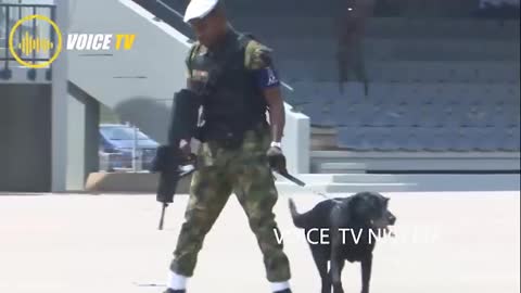 Army brilliant dog training