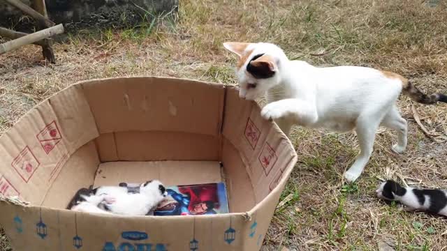 Lovely cats