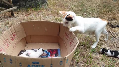Lovely cats