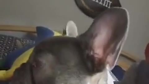 my dogs first awoo