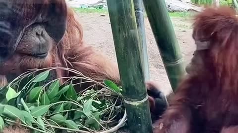 orangutans