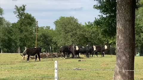 Working with the cattle