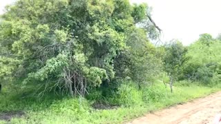 Angry elephant charges safari guide