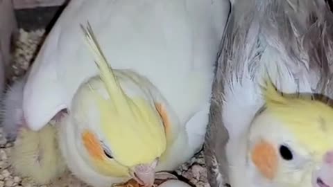 A newborn parrot