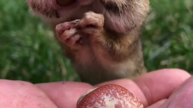 Betty how do you fit all of those nuts in the cheeks