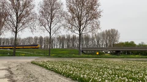 Koploper in Bollentsreek