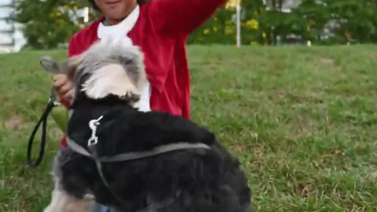 Cute Dog, Funny Dog, Cute Puppy, Dog Training #shorts