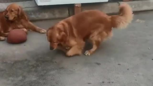 Very funny dogs play