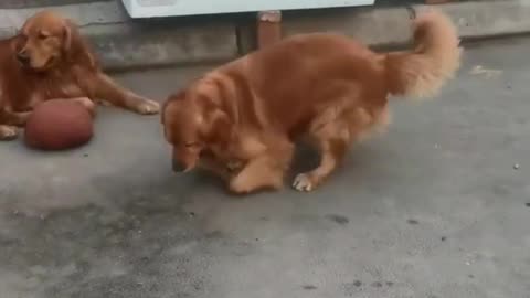 Very funny dogs play