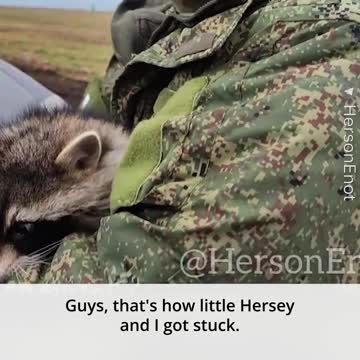 Raccoon from a zoo in Kherson, is evacuated with the Russians