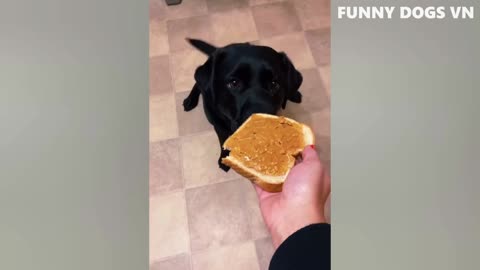 Funniest Animals Video - Funny Dogs And Cats - Try Not To Laugh Animals 2022