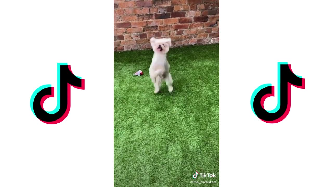 LOVE STORY CHALLENGE - MARRY ME JULIET ON TIKTOK | CUTE DOGS TIKTOK COMPILATION