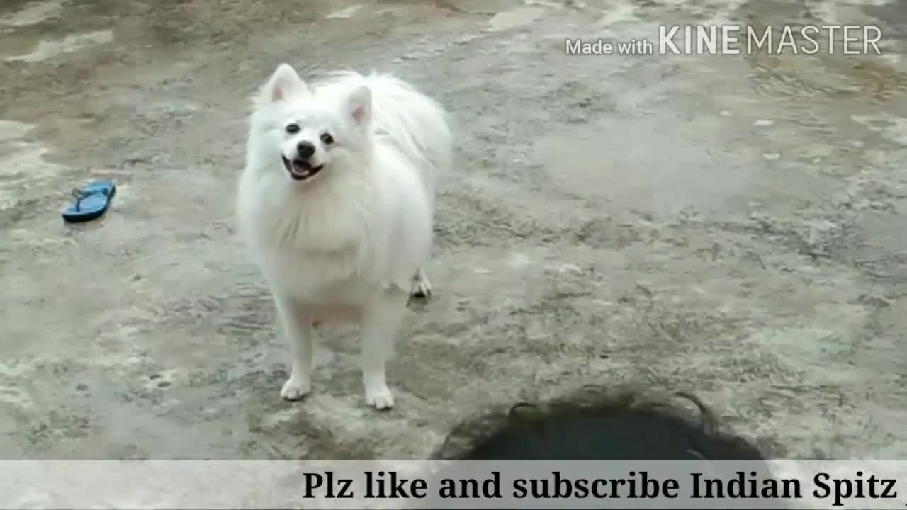 Indian Spitz dog