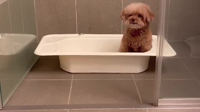 이것이 견생연륜♨️I love to take a bath🐻♨️#반사람 #sakuranbo #さくらんぼ #미소아라 #fyp #foryou #poodle #pet #soonent