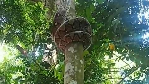 How a Reticulated Python climbs a tree