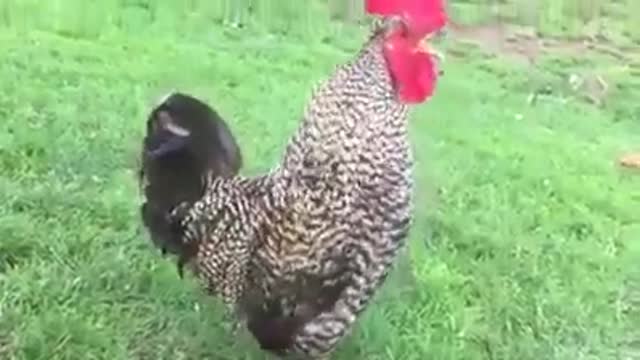 Coq coq coq 🐓