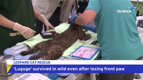 Pawless Leopard Cat Found Thriving in Central Taiwan TaiwanPlus News