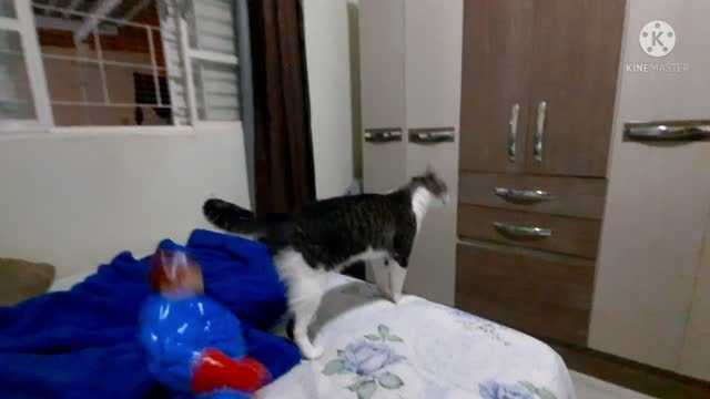 O BAG Ta Impaciente e o Gato Não Quer Brincar