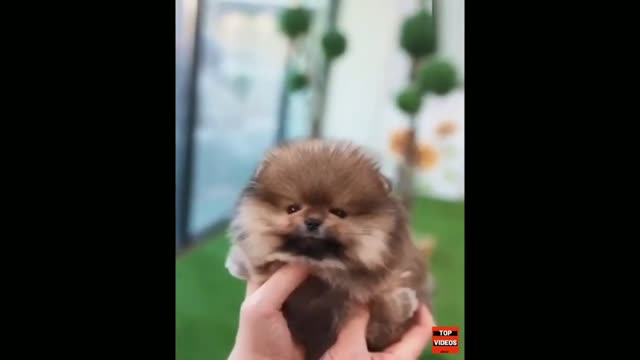 World’s SMALLEST Dogs OMG! 2