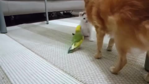 Its playing time cat or parrots