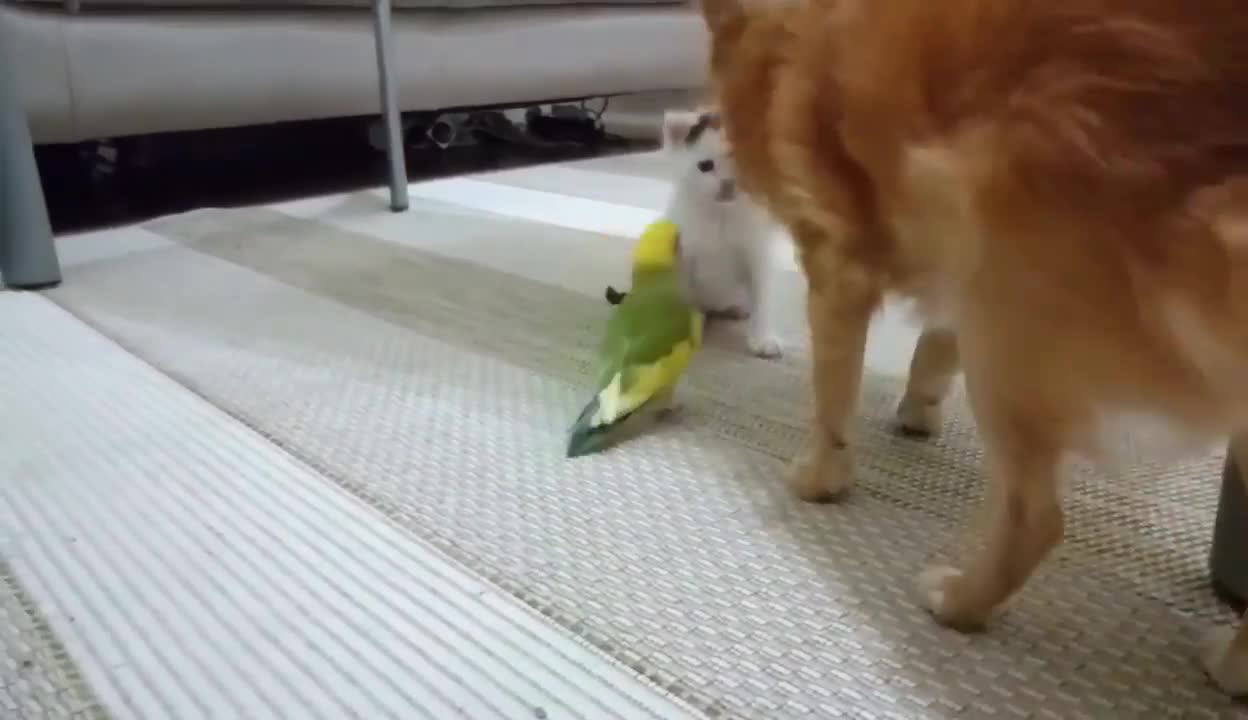 Its playing time cat or parrots