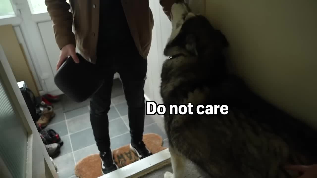 Husky Smacks His Bowl When I Tell Him The News!