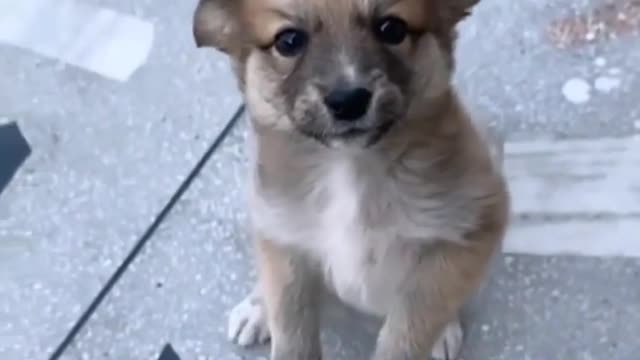 Baby dogs standing a baby dog