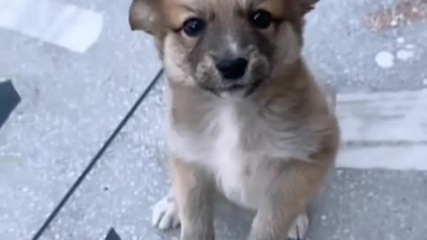 Baby dogs standing a baby dog