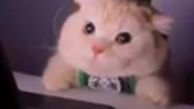 Best cat funny videos