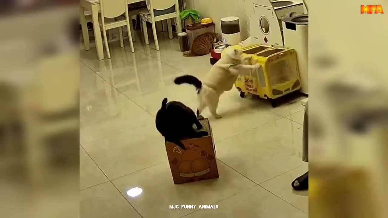 Best Funny Animals Videos 2024 😆 _ Funny and Cute Cats 🐈 and Dogs 🐕 Videos 3