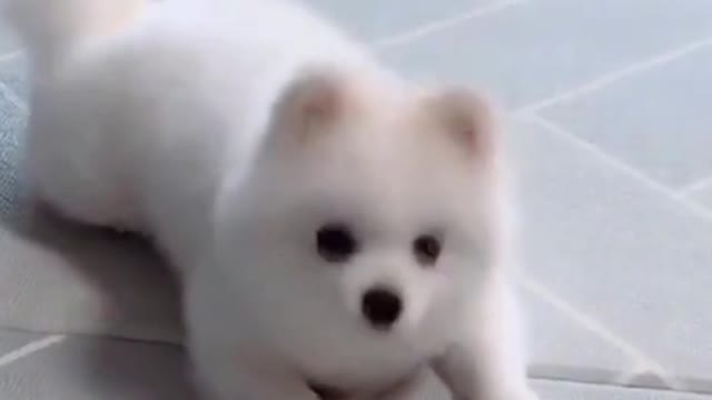 funny dog dance