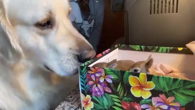 Golden Retriever Welcomes Baby Bunnies [CUTENESS OVERLOAD]