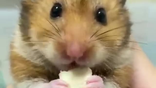 Cute squirrel 🐿️