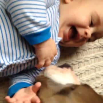 Pit Bull smothers baby with kisses