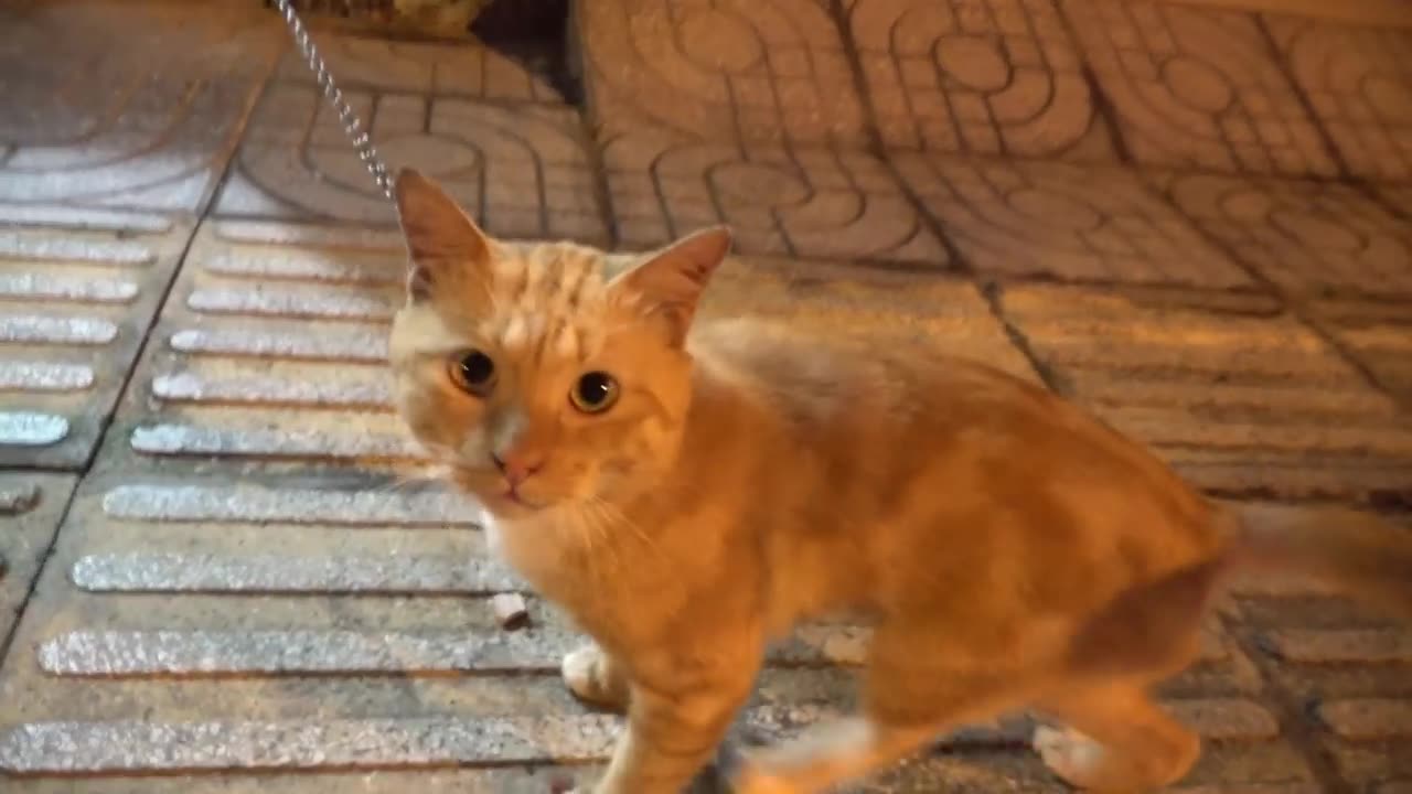 How Cats React When Seeing Stranger 1st Time - Running or Being Friendly Viral Cat