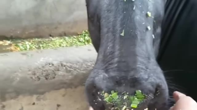 Guy makes a sandwich for buffalo