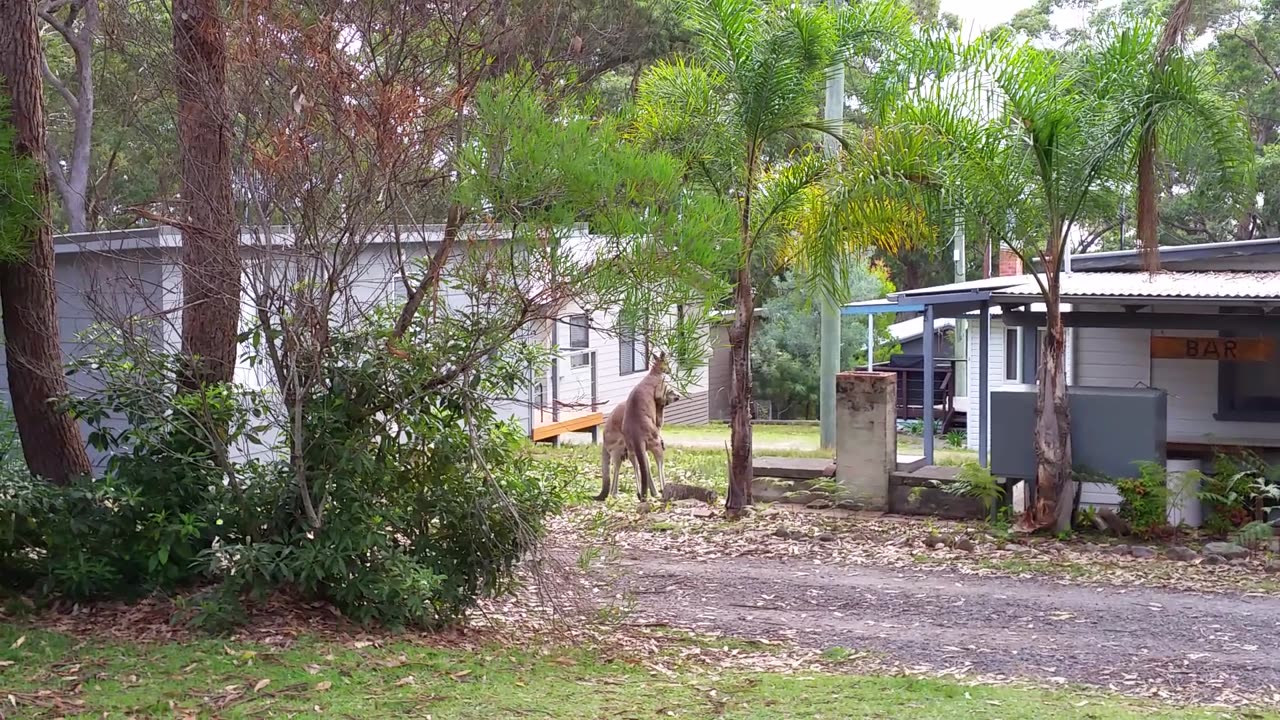 Kangaroos Tussle in the Front Yard