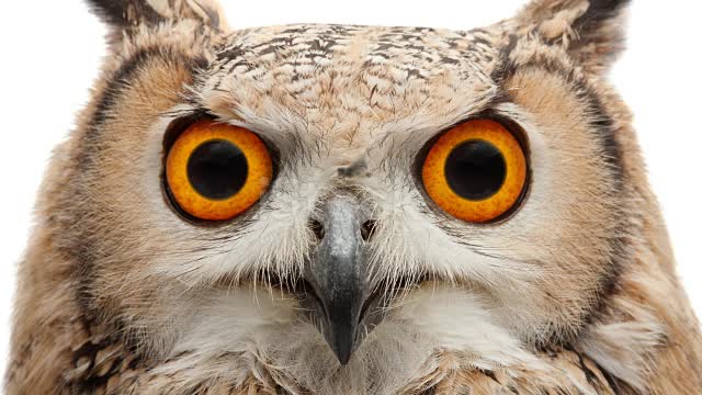 Animal Cinemagraphs! Owl following a fly landing her nose again and again, ie.loopable