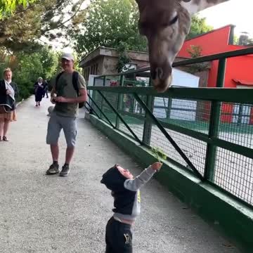 Episode # 01 Giraffe in Zoo Full Funny Viral Video