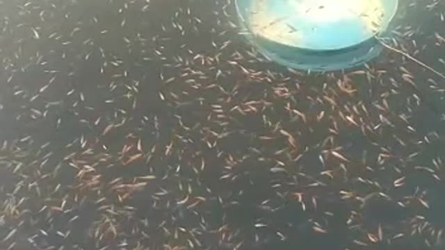 Ikan kecil bergerak lincah