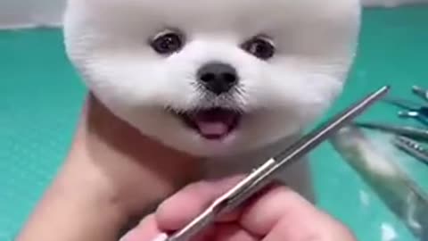 Dog funny video