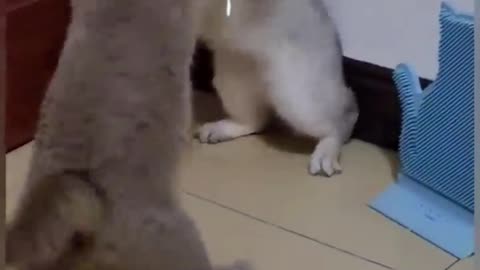 Cats Arguing