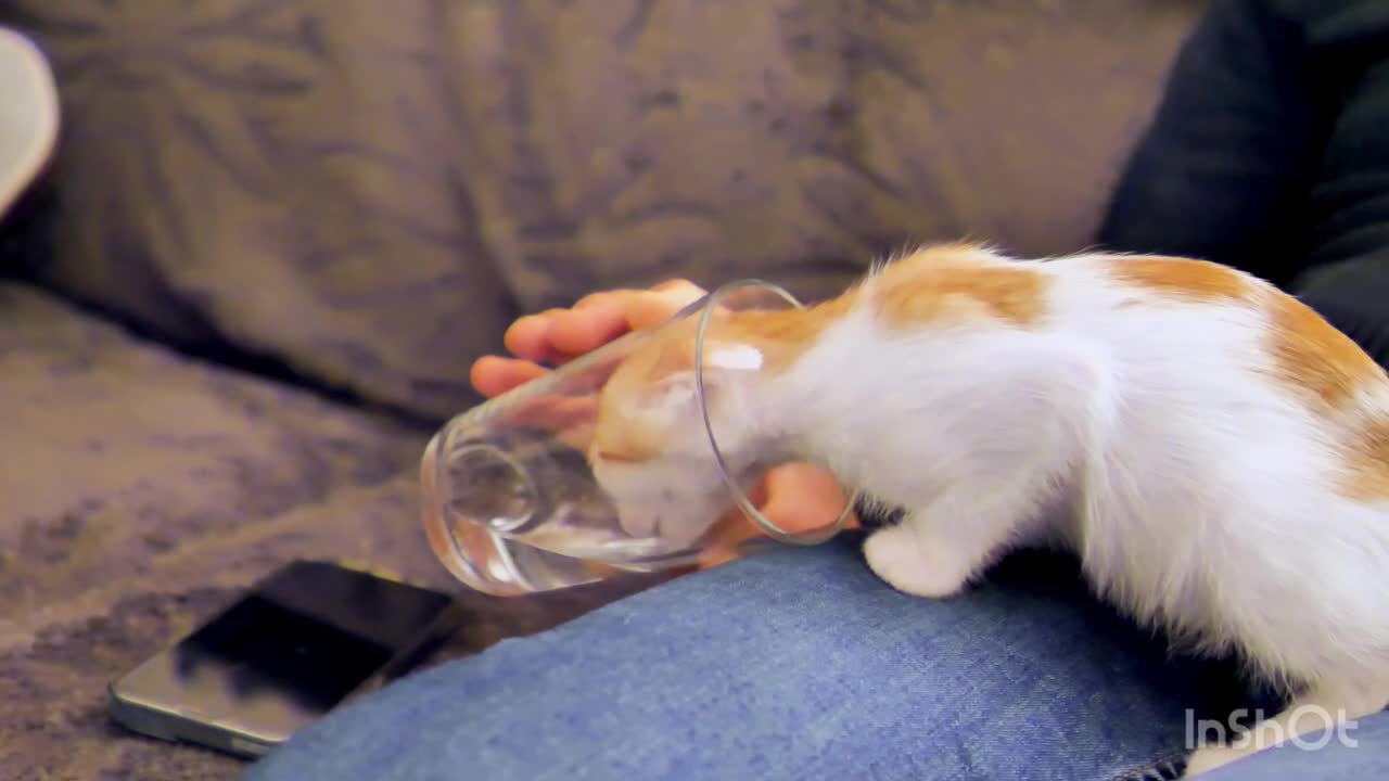 My very adorable cat is drinking