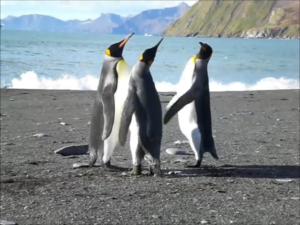 Funny Penguin fight