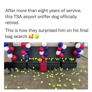 a sniff of retirement #dog #shorts