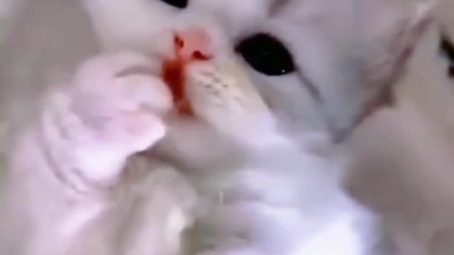 Baby Cats - Cute And Funny Cat Videos Compilation Video | Aww Animals