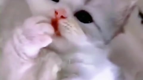 Baby Cats - Cute And Funny Cat Videos Compilation Video | Aww Animals