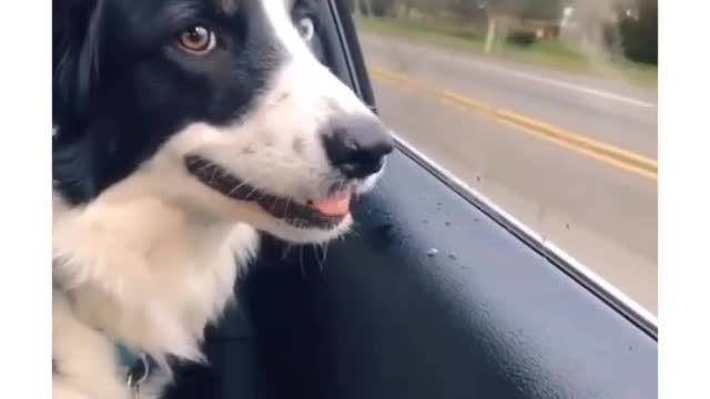 Dog tries to eat cars