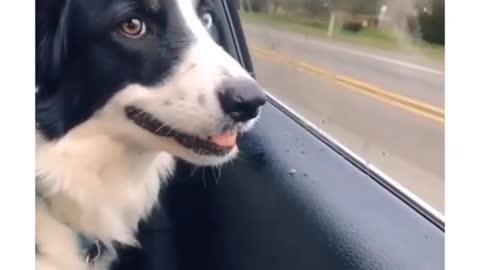 Dog tries to eat cars