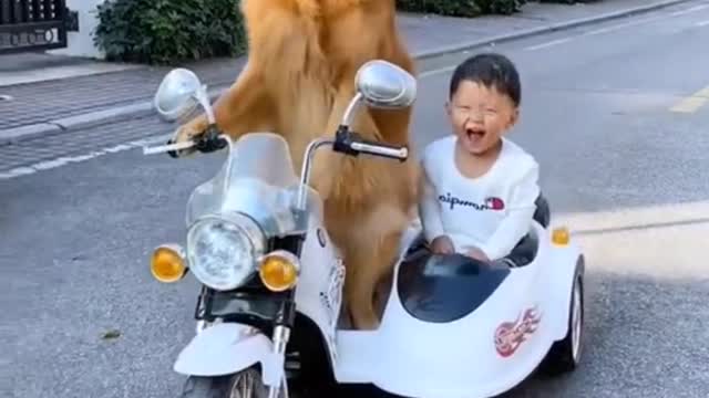 Dog riding a car with a baby This car is not a remote control Oh